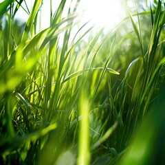 Lush green grass illuminated by sunlight, capturing the details of nature in vibrant hues, highlighting a serene outdoor atmosphere, eco-friendly lifestyle concept
