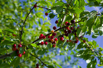 A close-up view of the fruits of the wild cherry. The fruits of this wild-growing tree are used as food for birds.