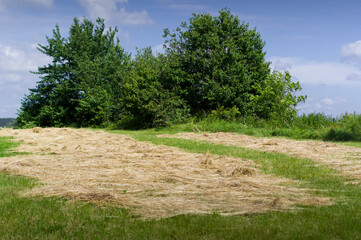 Grass drying in a mowed meadow. The resulting hay will be used as feed for livestock.