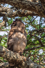 Telephoto of a spotted eagle owl - Bubo africanus- hiding in a tree in the Serengeti, Tanzania