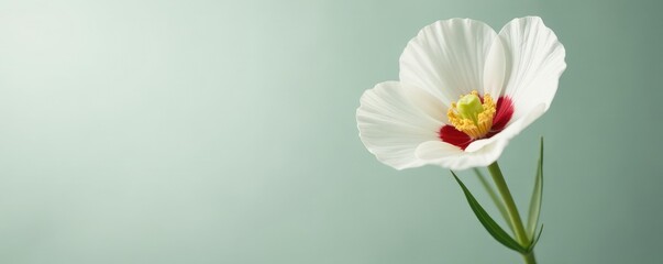 Fototapeta premium Single stem with isolated white eustoma branches, botanical, bloom