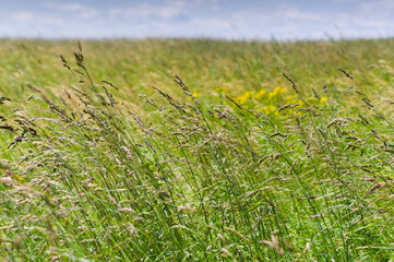 A close-up view of grass growing in a meadow. Background for various uses.