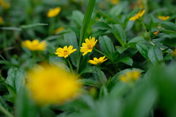 Wedelia or Sphagneticola trilobata belongs to the order Asterales, family Asteraceae. Wedelia is a wild flower plant that lives in tropical climates, usually found in plantation areas and rice fields