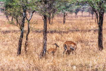 Telephoto of a herd of Impalas - Aepyceros melampus- wandering around the Serengeti, Tanzania