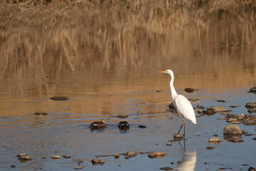 冬の川で餌を探すシラサギ