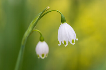 summer snowflake