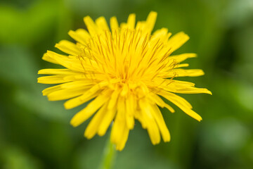 dandelion