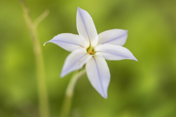 spring star