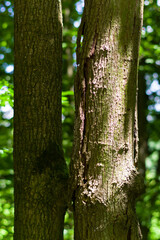 A strain of an old tree, close-up view. Background for various uses.