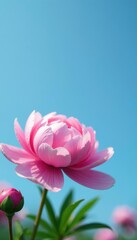 Obraz premium Gentle pink peonies unfold against a vast blue sky, blossoms, blooms, botanical