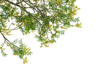 Schizolobium parahyba tree branches leaves isolated on transparent