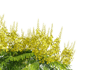 Schizolobium parahyba flower isolated on white
