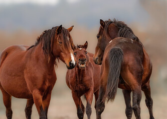 Obraz premium Wild Horses Love Tender Moment Colts Paynes Prairie Foals 