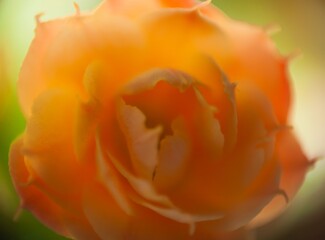 Sunny petals in a macro shot, a blurred background creating a soft and misty atmosphere.