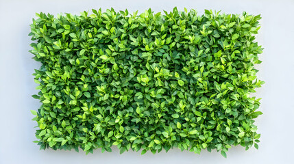 Green leafy wall panel on white background