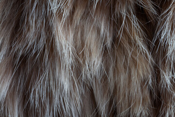 A close-up view of a brown and white animal's fur. The texture is soft and fluffy with a subtle sheen, revealing individual hairs that create a luxurious and inviting appearance