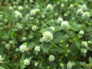 white flowers in the garden