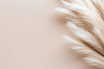 Pampas grass on beige background creating stylish and minimalist composition