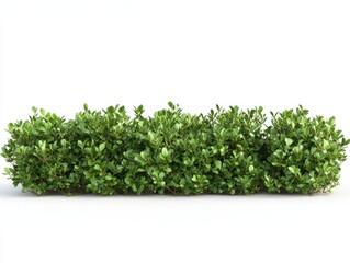 Obraz premium Lush green hedge for landscaping purposes