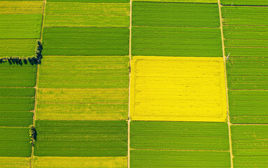 Aerial View of Vibrant Agricultural Fields with Green and Yellow Crops