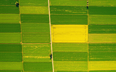 Aerial View of Vibrant Agricultural Fields with Green and Yellow Crops