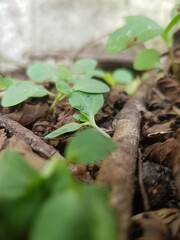 green sprout growing in soil