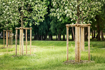 Planting Young Trees with Staking in City Park. Newly Planted Trees Linden in City Landscape with...