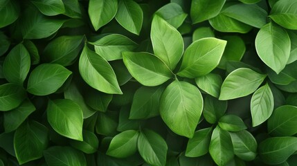 Tropical green leaves texture background
