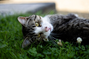 kot,zwierzęta,przyroda,natura,zwierze © Estera