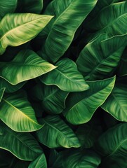 A lush background of tropical green leaves.