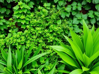 Obraz premium Fresh, vibrant green leaves of various plants in a garden during the summer, providing a natural and lush background for spring cover pages or ecological wallpapers, greenery, spring, garden