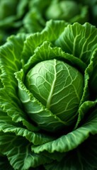 Obraz premium Vibrant green cabbage with intricate leaf patterns, a fresh food still life