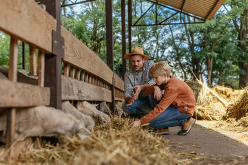 A boy feeding sheep on a farm with his dad
