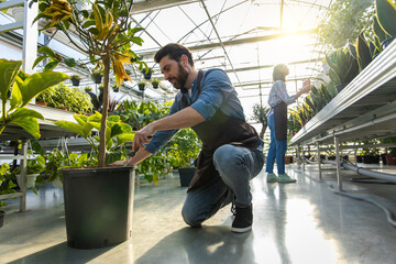 Man cultivating houseplants in greenhouse, replanting and potting flowers in flowerpots