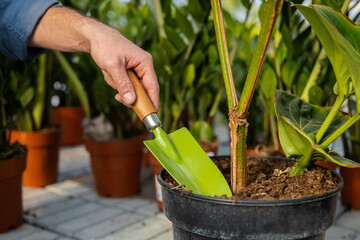 Unrecognizable man cultivating houseplants in greenhouse, replanting and potting flowers
