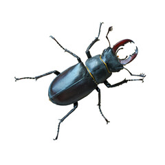Stag beetle (Lucanus Cervus) isolated on white background