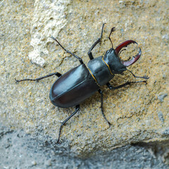 Stag beetle (Lucanus Cervus) standing on stone wall