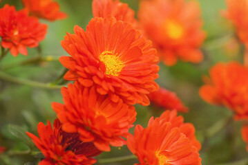 Chrysanthemum flowers with orange petals and a yellow core.