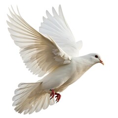 Fototapeta premium White Dove in Flight with Spread Wings