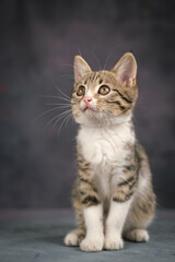 Studio shooting. A cute striped kitten with a white breast sits and looks away.