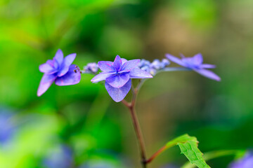 紫陽花