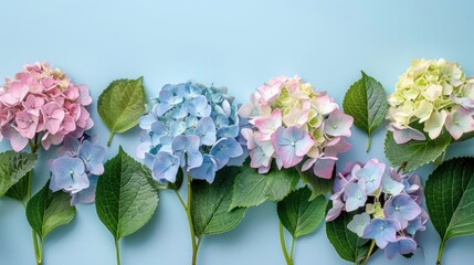 Fototapeta premium Colorful hydrangea flowers arranged on a light blue background with green leaves, perfect for floral design