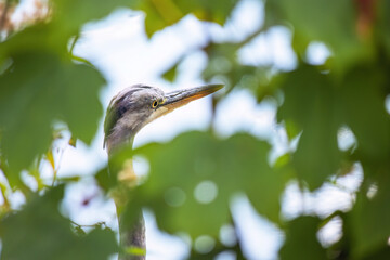 Grey heron with a long neck stands in a tree leaves field. The bird is grey and white, and it is looking to its right.