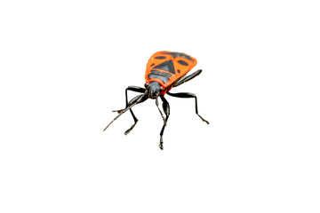 red firebug Pyrrhocoris apterus isolated on white