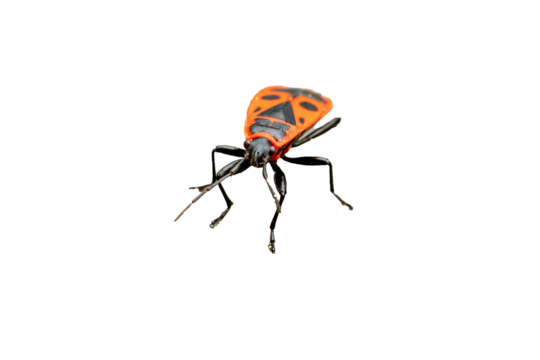 red firebug Pyrrhocoris apterus isolated on white