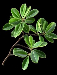 Fototapeta premium Green leaves of adenium branch isolated on black background