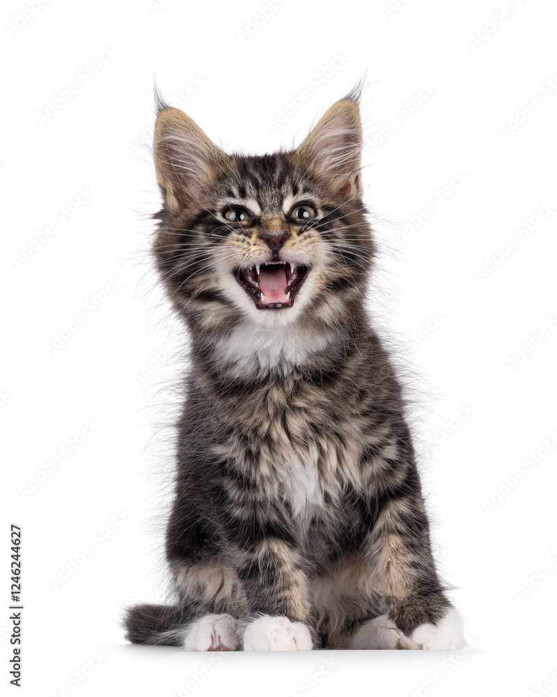 Sticker Charismatic black tabby Maine Coon cat kitten, sitting iup facing front. Looking curious towards camera. Mouth wide open meowing or smiling. Isolated on a white background.