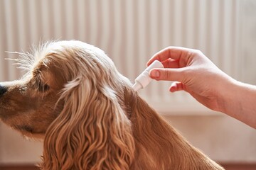 the dog is treated with a flea remedy. The dog is dripped on the withers with a parasite remedy