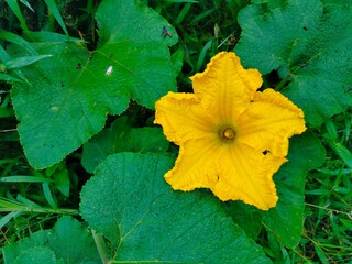 Yellow flower of pumpkin in the garden