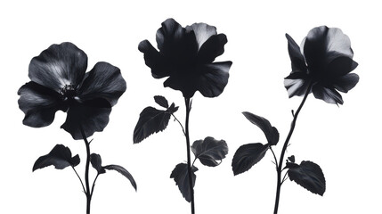 Dark floral elegance Three hibiscus blooms in silhouette art, monochrome botanical beauty, minimal aesthetic against a white background, modern floral print.